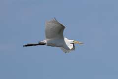 3: egret-7D2_9755