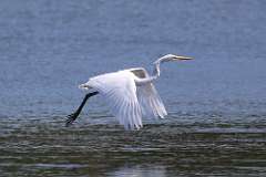 5: egret-7D2_9811