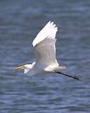 7: egret-7D2_9839