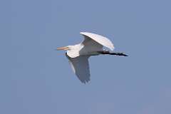 6: egret-7D2_9850