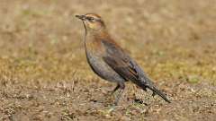 3: Rusty blackbird female 7D2_0364