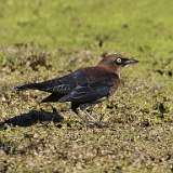 5: Rusty blackbird male 7D2_0567