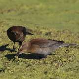 4: Rusty blackbirds 7D2_0700