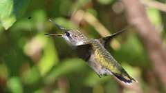 2: humming-bird-7D2_0026