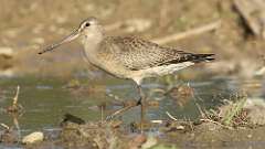 2: Hudsonian godwit-7D2_1902