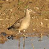 1: Hudsonian godwit-7D2_2124