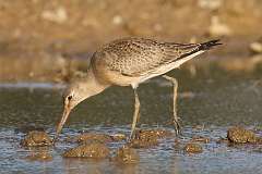 3: godwit-7D2_1918