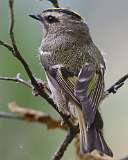 2: Golden-crowned kinglet 7D2_3297