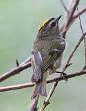 3: Golden-crowned kinglet 7D2_3308