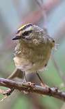 1: Golden-crowned kinglet 7D2_3346