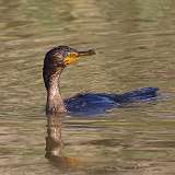 6: Cormorant-7D2_6425