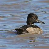 2: Ring-necked Duck-7D2_6006