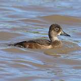 5: Ring-necked Duck-7D2_6034