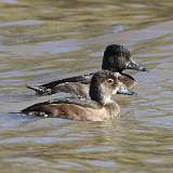 3: Ring-necked Duck-7D2_6080