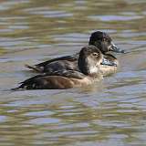 4: Ring-necked Duck-7D2_6086