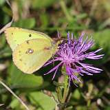 1: clouded sulphur-butterfly-7D2_5836