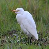 2: Cattle egret 7D2_0170