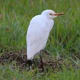 1: Cattle egret 7D2_0209