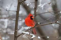 1: 2021-01-02-cardinal-7D2_0211