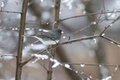 2: 2021-01-02-junco-7D2_0234