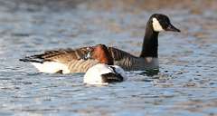 4: 2021-01-09-canvasback-7D2_0949