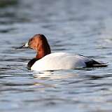 5: 2021-01-09-canvasback-7D2_0972