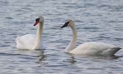 8: 2021-01-25-mute-and-trumpeter-swans-7D2_1898