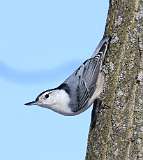 13: 2021-02-03-White-breasted nuthatch-7D2_2328