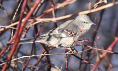 10: 2021-02-03-northern-mockingbird-7D2_2539