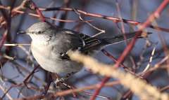 11: 2021-02-03-northern-mockingbird-7D2_2560