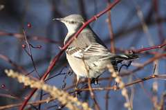 12: 2021-02-03-northern-mockingbird-7D2_2612