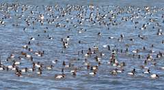 14: 2021-02-07-canvasback-7D2_2770