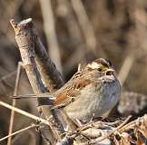 16: 2021-02-14-White-throated sparrow-7D2_2878