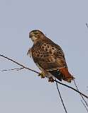 15: 2021-02-14-red-tailed-hawk-7D2_2922