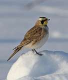 19: 2021-02-21-Horned lark-7D2_3285