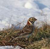 20: 2021-02-21-Lapland longspur-7D2_3333