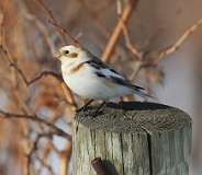 22: 2021-02-21-Snow bunting-7D2_3241