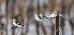 23: 2021-02-21-Snow bunting-7D2_3408