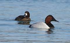 18: 2021-02-21-canvasback-and-scaup-7D2_3069