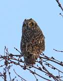 21: 2021-02-21-short-eared-Owl-7D2_3653