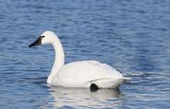 24: 2021-02-21-tundra-swan-7D2_3141