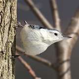 25: 2021-02-27-white-breasted-nuthatch-7D2_3666