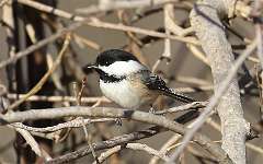 26: 2021-03-07-Black-capped Chickadee-7D2_4600