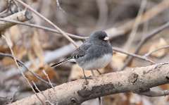 27: 2021-03-07-Dark-eyed Junco-7D2_4126