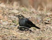 29: 2021-03-07-Rusty blackbird-7D2_4364