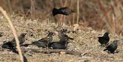 30: 2021-03-07-Rusty blackbird-7D2_4907