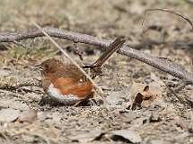 28: 2021-03-07-eastern-Towhee-7D2_4225