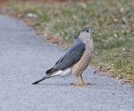 31: 2021-03-09-coopers-hawk-7D2_5456