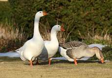 32: 2021-03-09-domestic-geese-7D2_4992