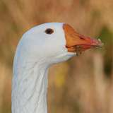 33: 2021-03-09-domestic-goose-7D2_5188